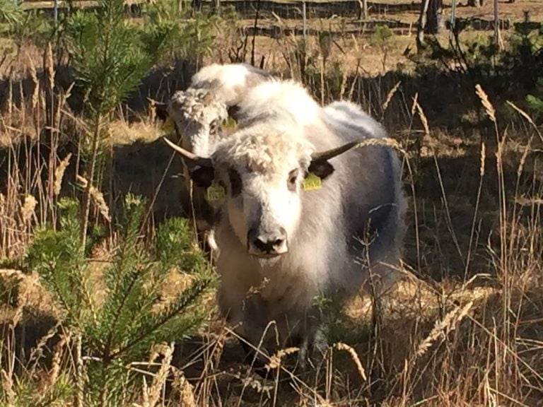 junge Yaks im Wildparkgelände