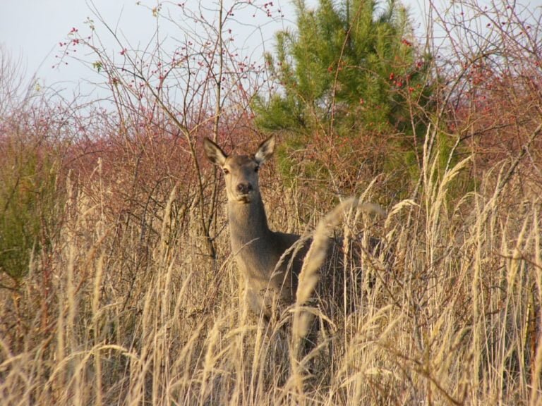 weibliches Rotwild im Rückzugsgebiet