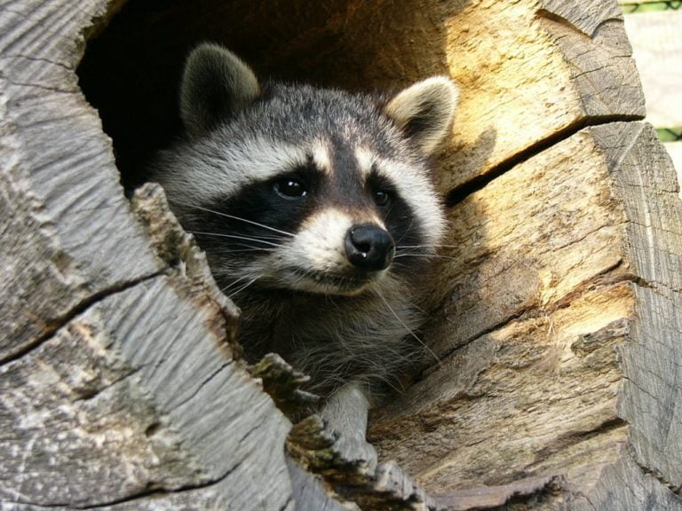 Waschbär beim Beobachten