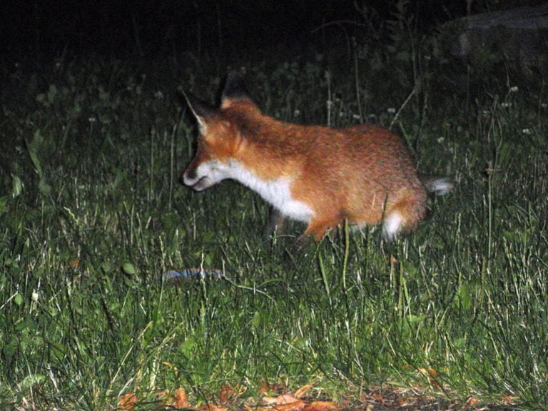 junger Rotfuchs auf Mäusejagd