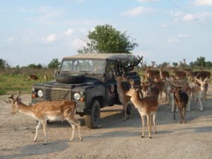 Impression aus dem Safariwildrevier